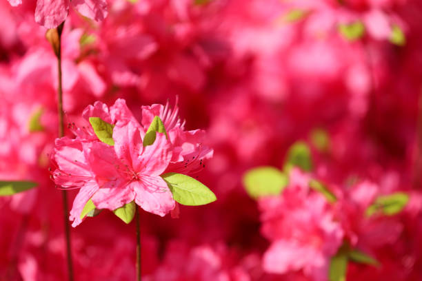 istock Springtime closeup of a royal red rhododendron flower 957101744