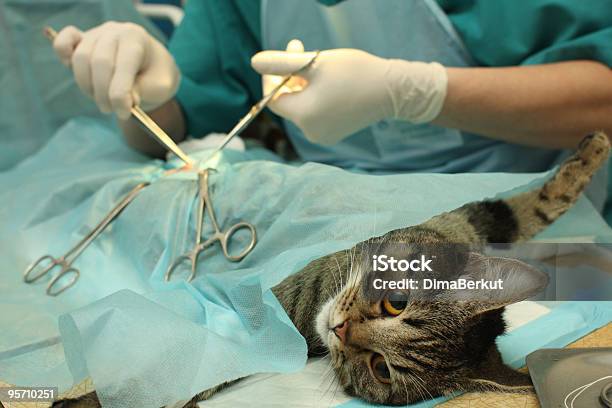 滅菌の猫 - 飼い猫のストックフォトや画像を多数ご用意 - 飼い猫, 手術, カラー画像