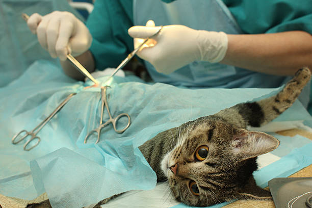 sterilization de gato - spay - fotografias e filmes do acervo