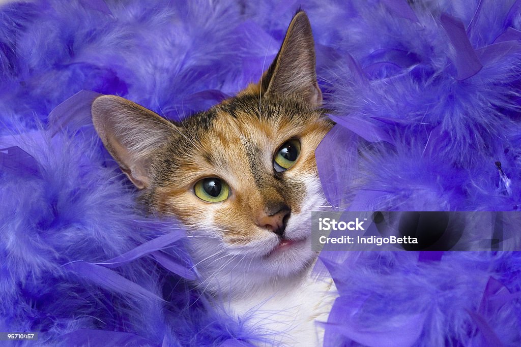 gato en plumas - Foto de stock de Gato doméstico libre de derechos