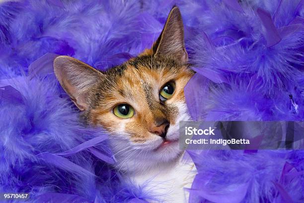 Gato En Plumas Foto de stock y más banco de imágenes de Gato doméstico - Gato doméstico, Púrpura, Animal