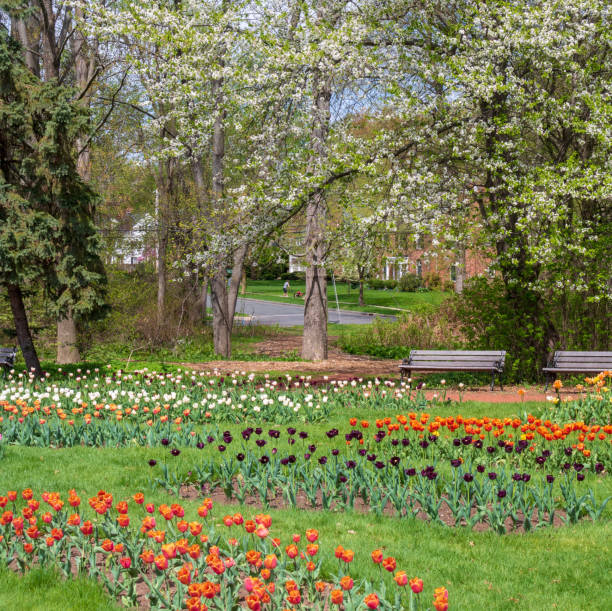 istock Tulip garden in Elizabeth Park 957104572