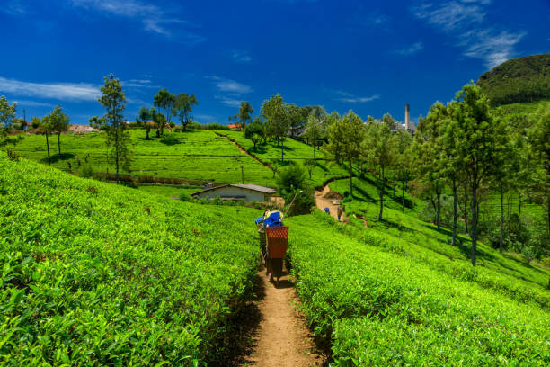 piantagioni di tè e fabbrica - sikkim foto e immagini stock