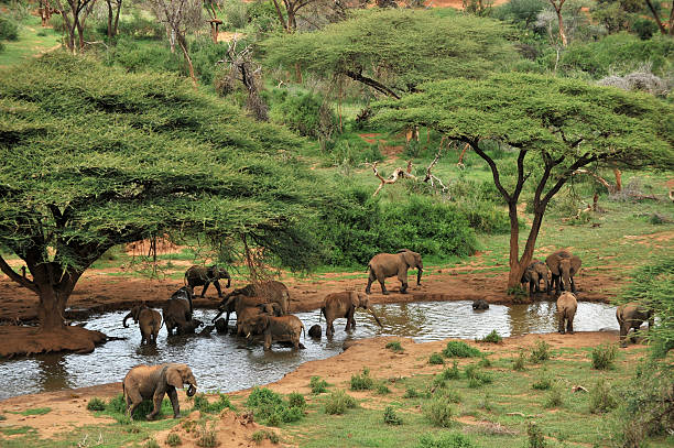 Elefante rebaño en abrevadero y árboles acacia - foto de stock