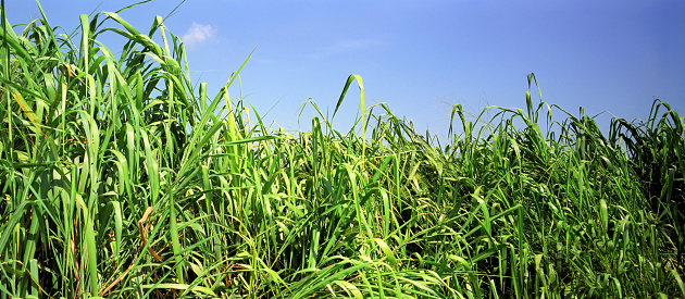 Green wheat field backgrounds