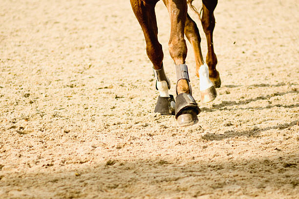 istock Horse and its hobbles/fetlocks at a trot 95711135