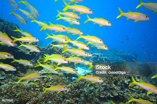 Scuola Di Triglia Pinna Gialla - Fotografie stock e altre immagini di Acqua - Acqua, Ambientazione esterna, Animale