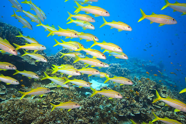 istock School of Yellowfin goatfish 95711551