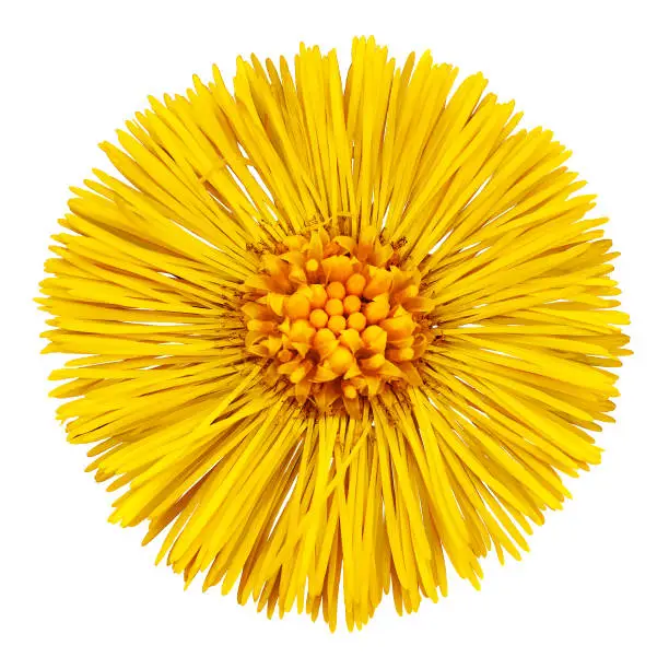 Flower  yellow  Tussilago farfara (mother and stepmother)  isolated on white background. Flower bud close up.  Element of design.