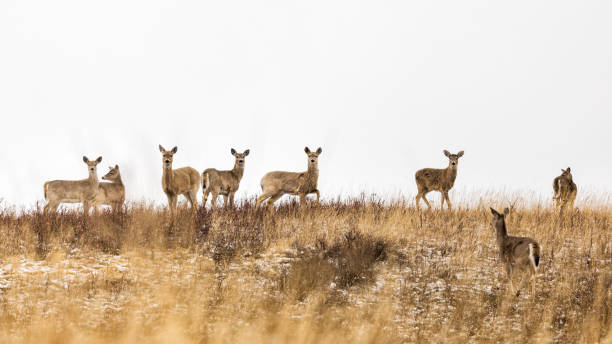 wild deer in grassland - moose alberta canada wildlife imagens e fotografias de stock