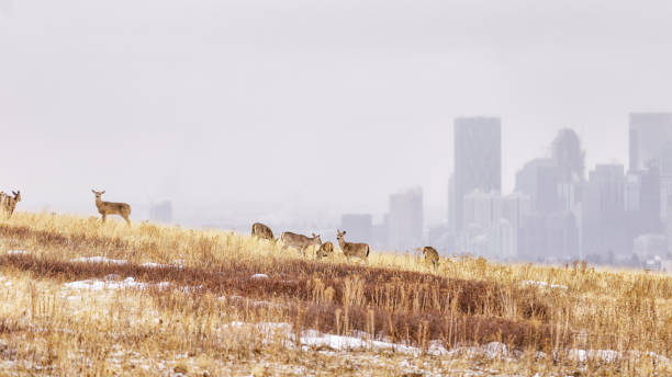 istock Wild deer living in grassland 957120838
