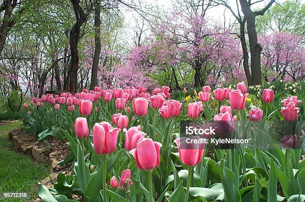 Tulips After Rain Stock Photo - Download Image Now - Topeka, Flower, Color Image