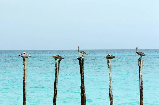 Pelicans on Poles stock photo