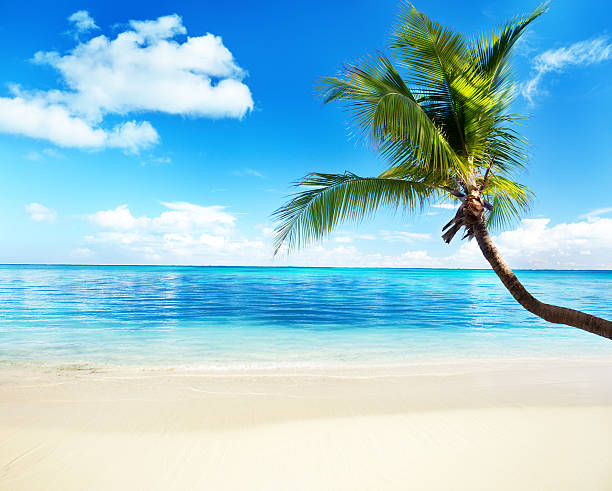 istock Caribbean sea and coconut palm 95712812