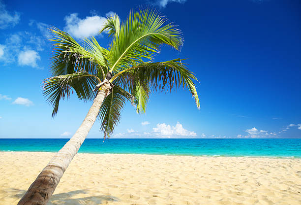 istock sea and coconut palm 95712839