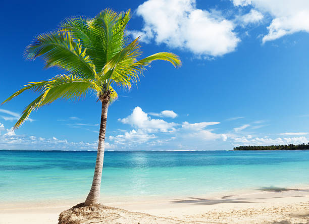 istock Caribbean sea and coconut palm 95712842