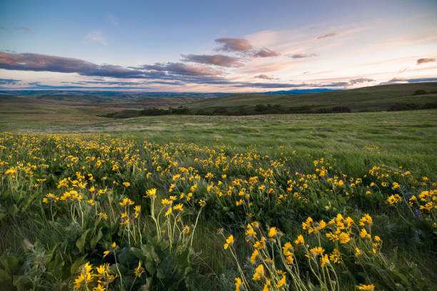 istock Sunset and wild flowers 957128946