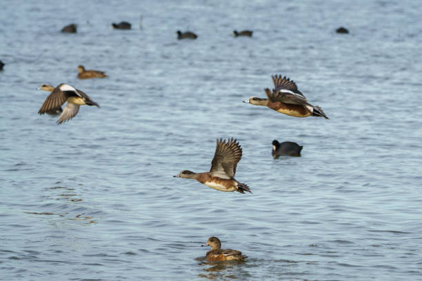 바다 표면 감추고 wigeon 드레이 크 오리 - american wigeon 뉴스 사진 이미지