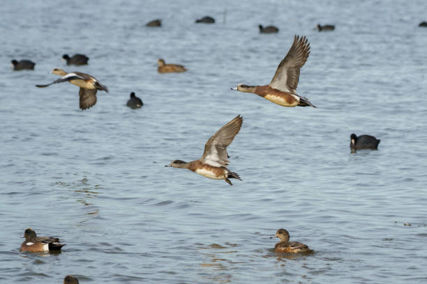 바다 표면 감추고 wigeon 드레이 크 오리 - american wigeon 뉴스 사진 이미지