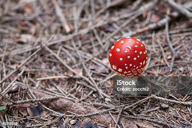 Amanita Muscaria Stock Photo - Download Image Now - Amanita Parcivolvata, Basidiomycota, Color Image