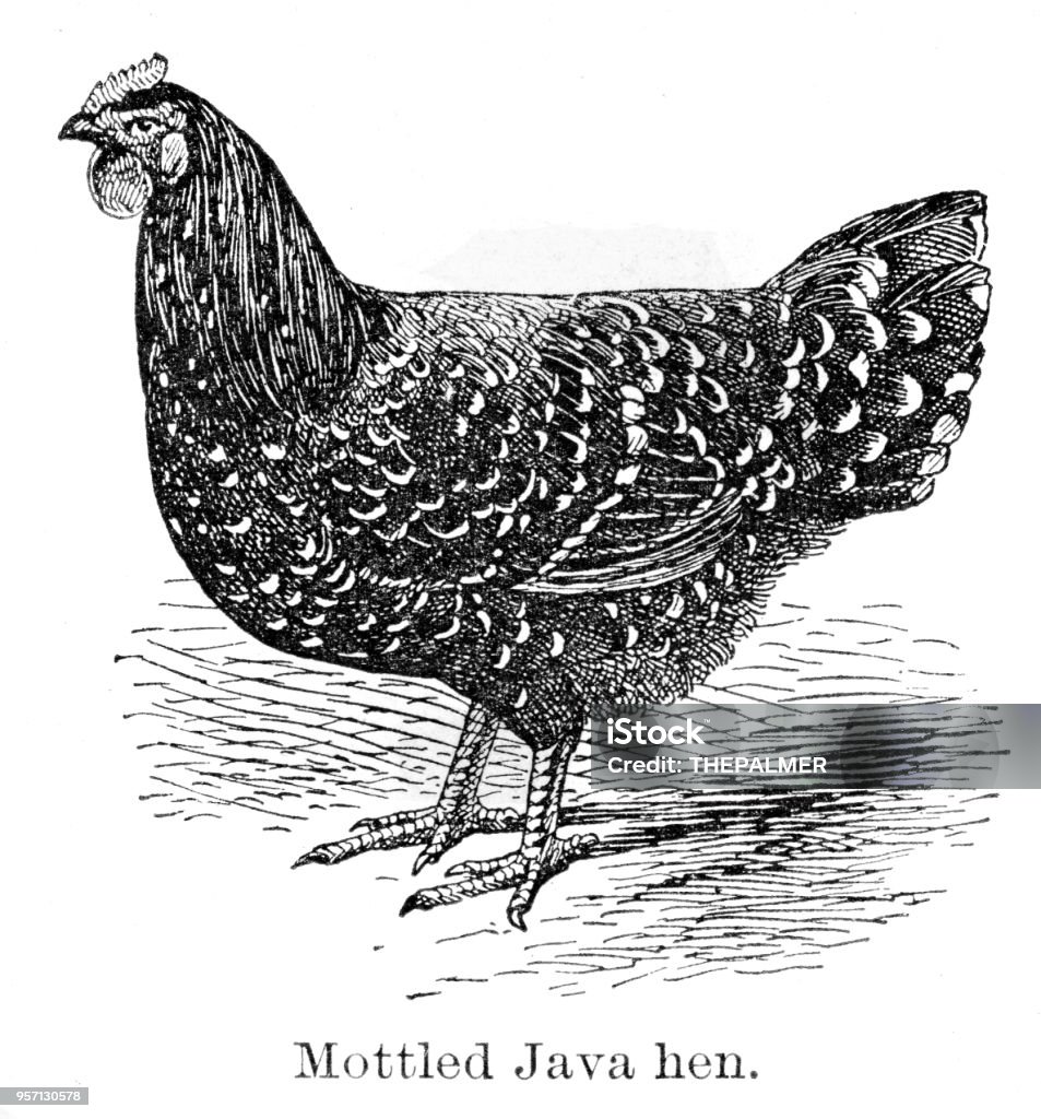 Gallinas Java Ilustración de Gallina Java Grabado De 1896 y más Vectores Libres de ...