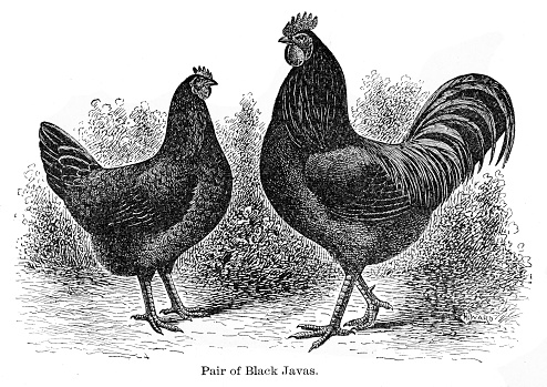 Black Java Animal Black Java Chickens Engraving 1896 Stock Illustration - Download Image ...