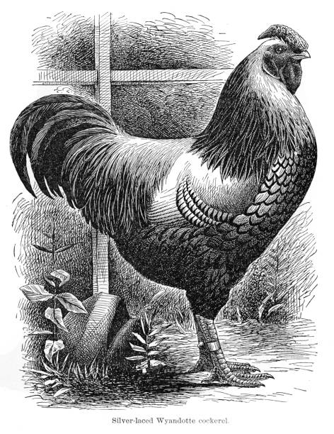 Report of the Secretary of Agriculture - Publication date 1896 Washington