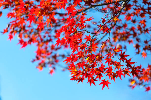 istock Autumn leaves in Japan. 957131194