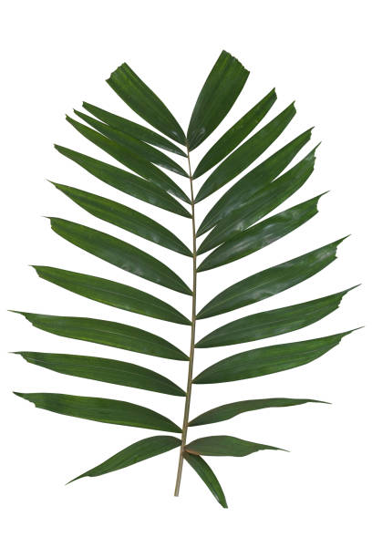 istock Palm Leaves isolated on white background. Clipping path 957131226