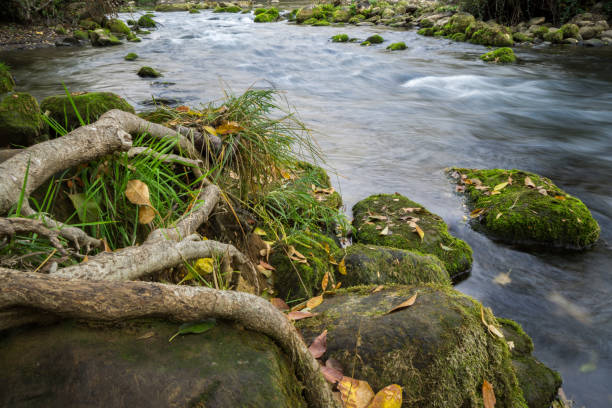 Flowing Putah Creek, Napa County, Ca
