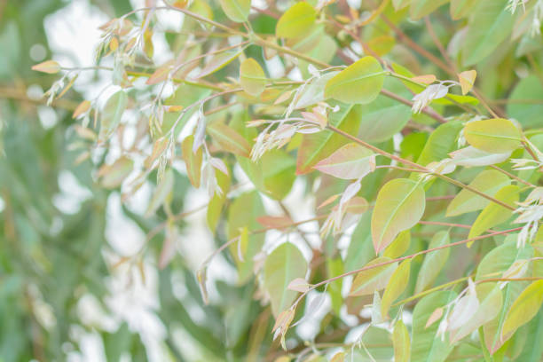 istock Eucalyptus leaves. branch eucalyptus tree nature background 957131558