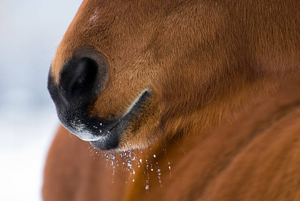 istock Horse mouth, nose, winter 95713159