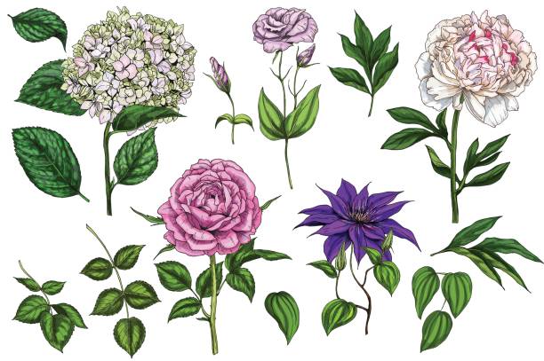 Set of colorful blooming flowers and leaves isolated on white background. Rose, peony, clementis, phlox and eustoma. Botanical vector. Floral elemets for your design. Set of colorful blooming flowers and leaves isolated on white background. Rose, peony, clementis, phlox and eustoma. Botanical vector. Floral elemets for your design drawing of a green lisianthus stock illustrations