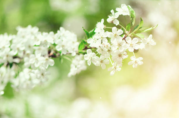 istock Blossom tree, spring nature background. Sunny day. Easter and blooming concept. Spring flowers with sun rays, copy space 957134394