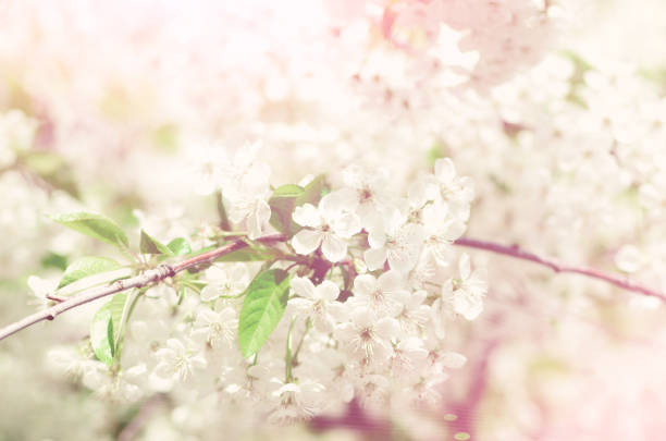 istock Blossom tree, spring nature background. Sunny day. Easter and blooming concept. Spring flowers with sun rays, copy space 957135300