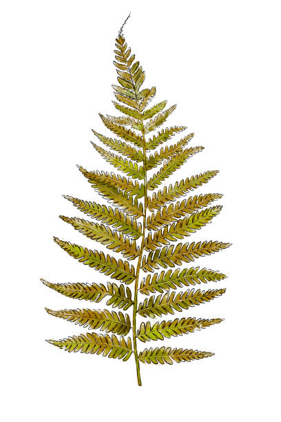 istock Hand drawn wild plant fern isolated on white background. Botanical element for your design. Herbal illustration. 957135426