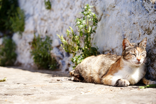 A Moroccan Cat sitting, Chefchaouen, Blue City of northwest Morocco