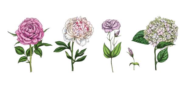 Set of colorful blooming flowers and leaves isolated on white background. Rose, peony, phlox and eustoma. Botanical vector. Floral elements for your design. Set of colorful blooming flowers and leaves isolated on white background. Rose, peony, phlox and eustoma. Botanical vector. Floral elements for your design drawing of a green lisianthus stock illustrations