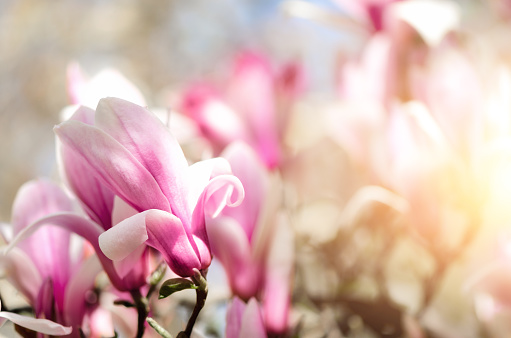 Blooming magnolia tree in the spring sun rays. Selective focus. Copy space. Easter, blossom spring, sunny woman day concept. Pink purple magnolia flowers