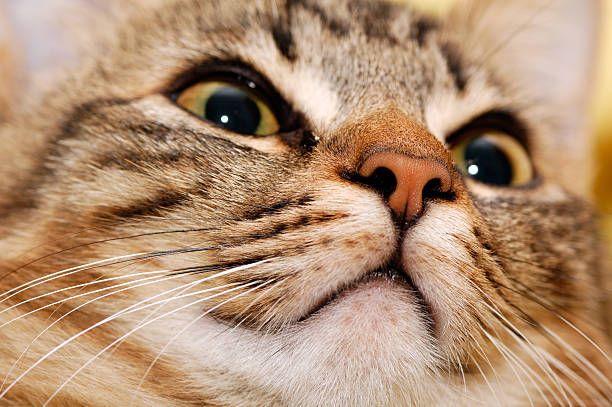 istock Portrait of a kitten 95713609