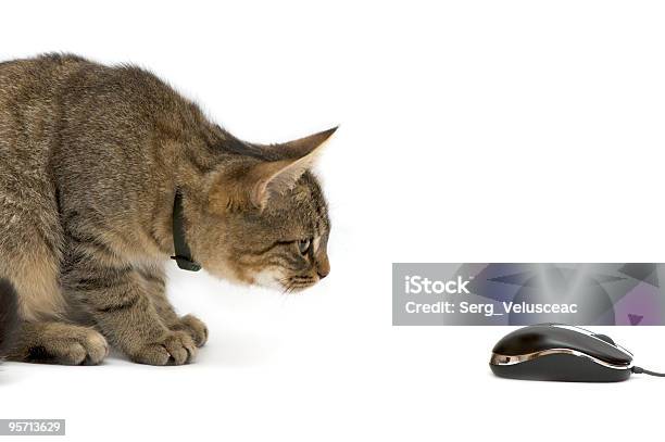 A Small Kitten Ironically Looking At A Computer Mouse Stock Photo - Download Image Now