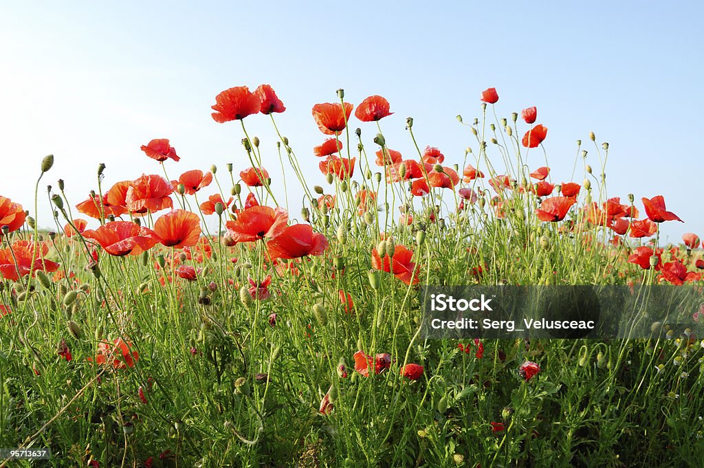 Rojo flores - Foto de stock de Agricultura libre de derechos