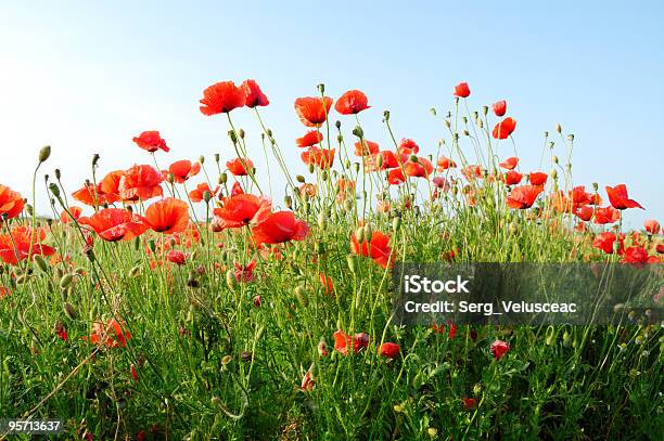 Rojo Flores Foto de stock y más banco de imágenes de Agricultura - Agricultura, Ajardinado, Amapola - Planta