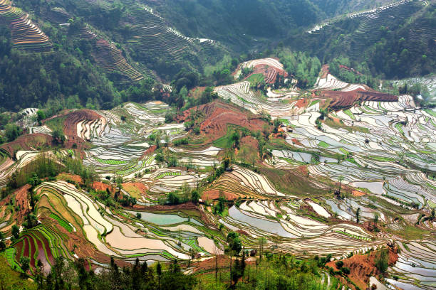 istock Rice Terrace at Yuan Yang, China. 957136562