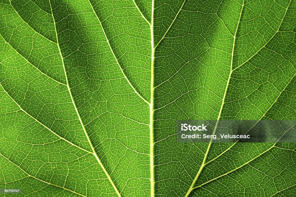 Hoja - Foto de stock de Belleza de la naturaleza libre de derechos