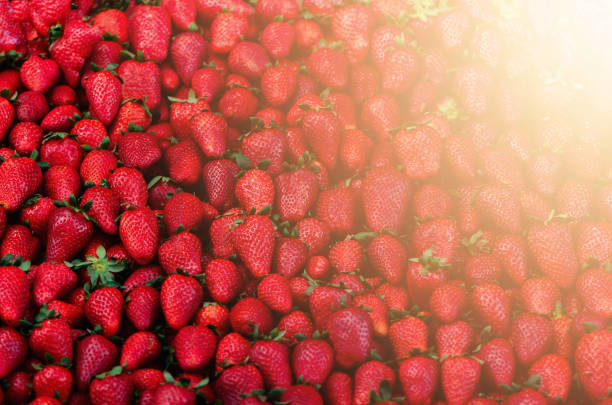 istock Fresh strawberries background. Copy space. Harvest. Food frame and banner. Sunlight toned 957138864