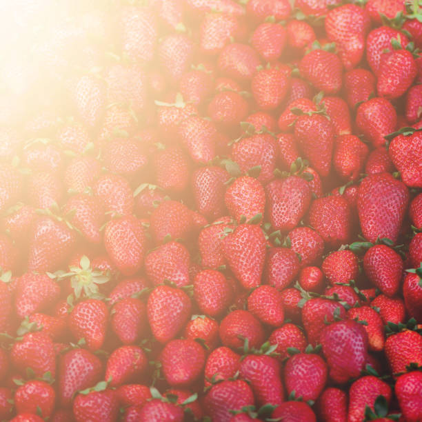 istock Fresh strawberries background. Copy space. Harvest. Food frame and banner. Sunlight toned 957139140