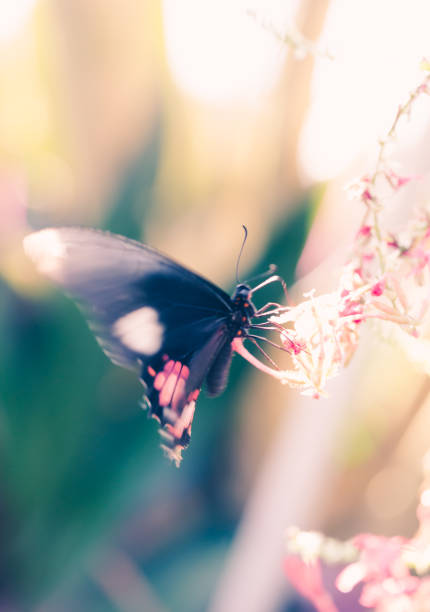istock Black large butterfly seats on flower head. 957140456