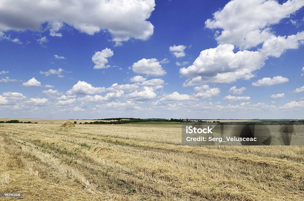 Sommer field - Lizenzfrei Blau Stock-Foto