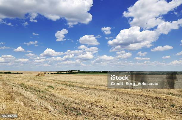 Campo Estivo - Fotografie stock e altre immagini di Agricoltura - Agricoltura, Ambientazione esterna, Bellezza naturale